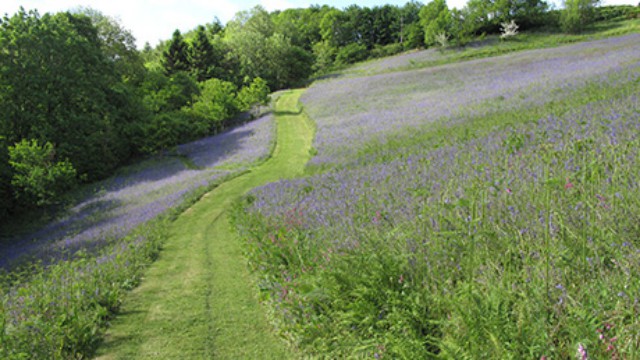 Trewith gardens and paddocks