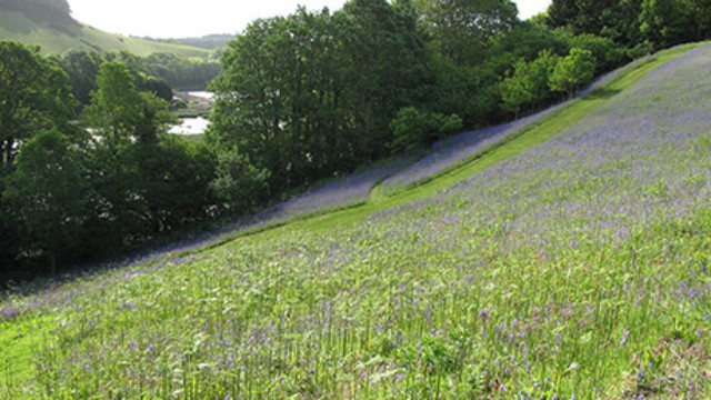 Trewith gardens and paddocks